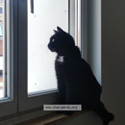 Foto de un gato reunido en Boismande