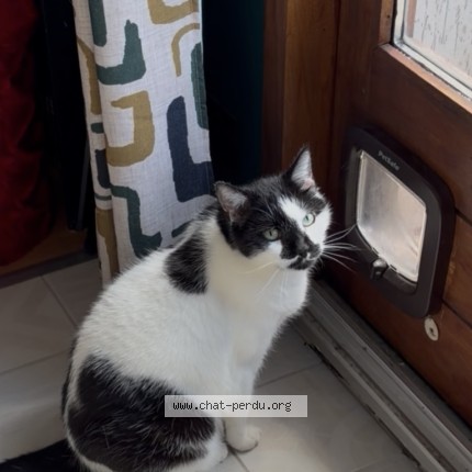 Foto de un gato reunido en Agde