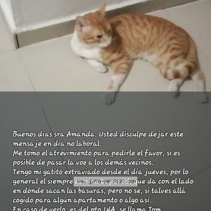 Foto 1/1 Gato encontrado Perdido en Barranquilla