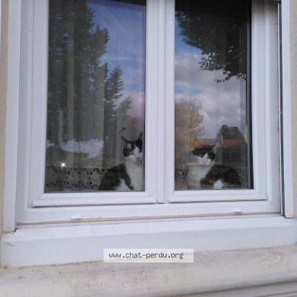 Foto de un gato reunido en Isbergues