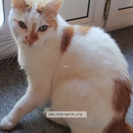 Foto de un gato reunido en Offemont