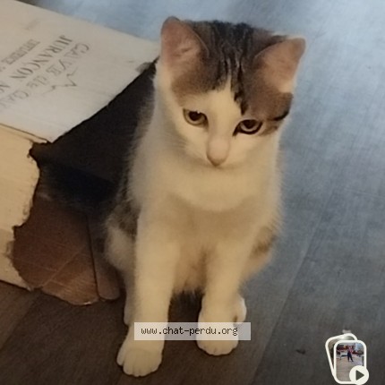 Foto de un gato reunido en Biarritz