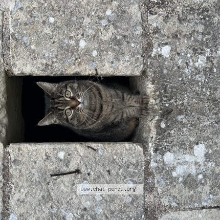 Foto de un gato reunido en Saumur