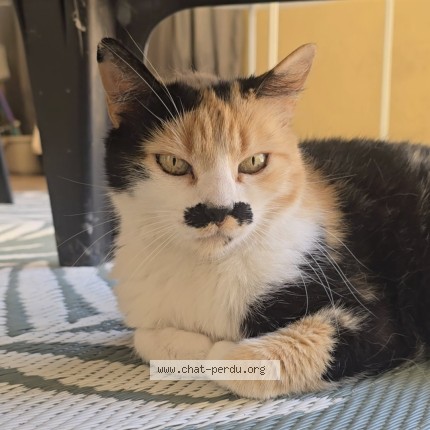 Foto de un gato reunido en Bordeaux
