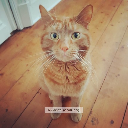 Foto de un gato reunido en Bruxelles