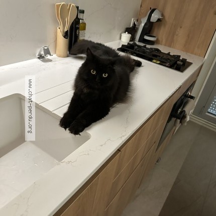 Foto de un gato reunido en Tremblay En France