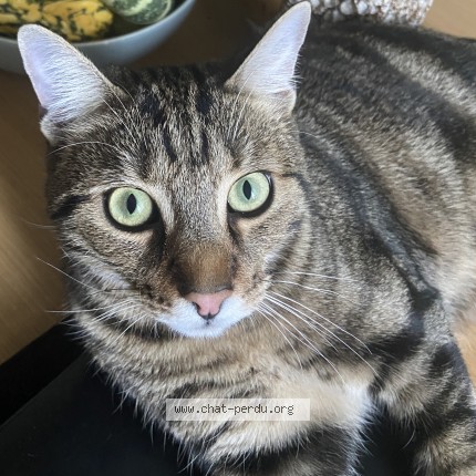Foto de un gato reunido en Laon