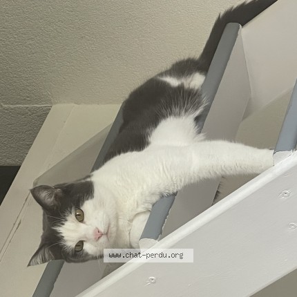 Foto de un gato reunido en Montpreveyres