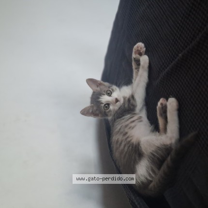 Foto del gato perdido en Marratxi