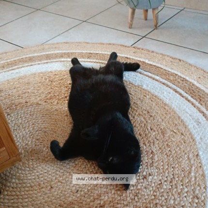 Foto de un gato reunido en Triaize