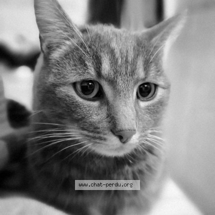 Foto de un gato reunido en Fumichon