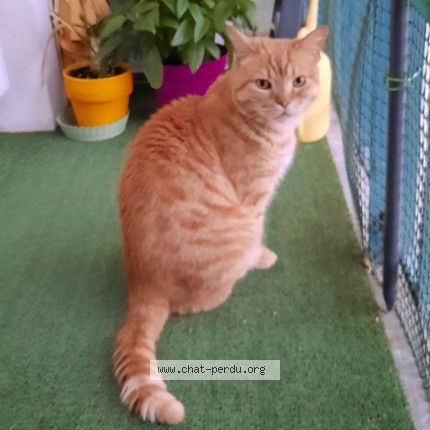 Foto de un gato reunido en Saint Cyr Sur Loire