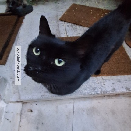 Foto de un gato reunido en Montpellier
