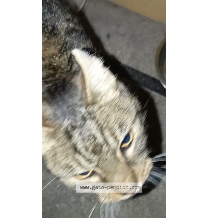 Foto de gato encontrado en Saavedra