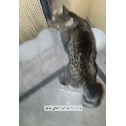 Foto 2/2 Gato encontado Encontrado en Saavedra