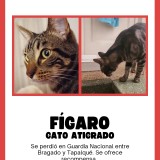 F&Iacute;GARO