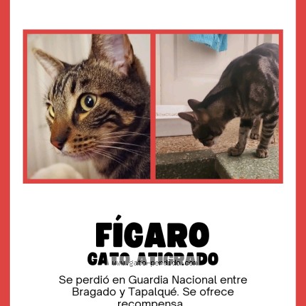 Foto del gato perdido en Mataderos