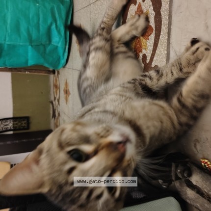 Foto de gato encontrado en Caba