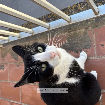 Foto del gato perdido en Llucmajor