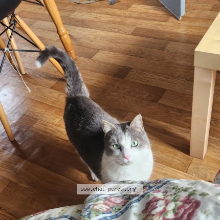Foto de un gato reunido en La Roques Gageac