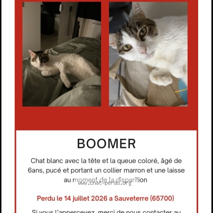 Foto de un gato reunido en Sauveterre