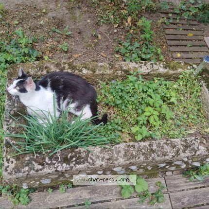 Foto de un gato reunido en Saint Etienne