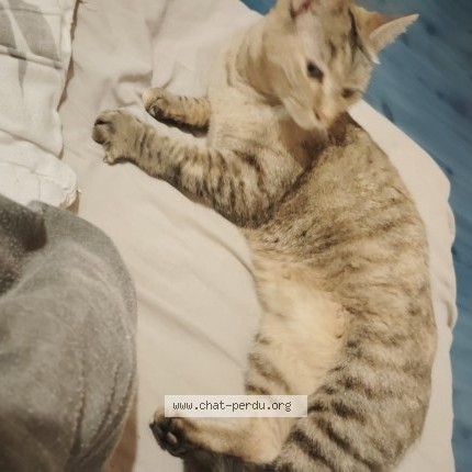Foto de un gato reunido en Charnas