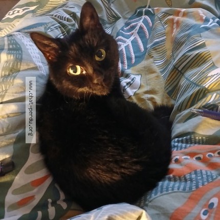 Foto de un gato reunido en Golbey