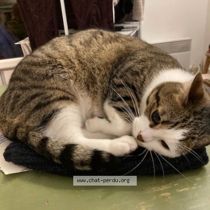 Foto de un gato reunido en Ambazac