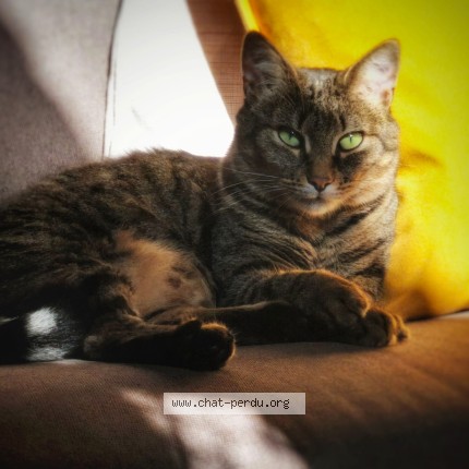Foto de un gato reunido en Guehenno
