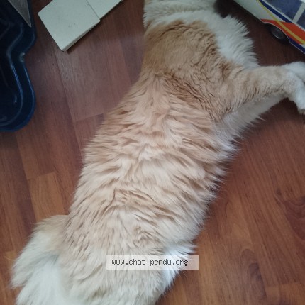 Foto de un gato reunido en Vassens