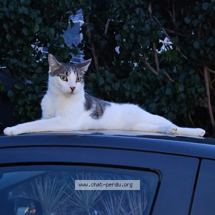 Foto de un gato reunido en Cul De Sac