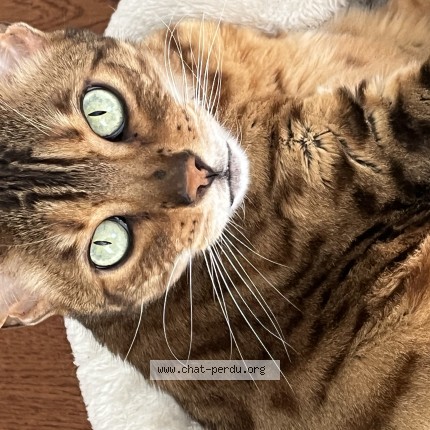 Foto de un gato reunido en Blainville