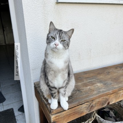 Foto de un gato reunido en Vittel