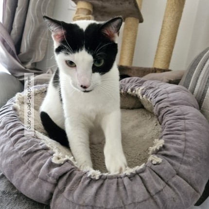 Foto de un gato reunido en Saint Pierre En Faucigny