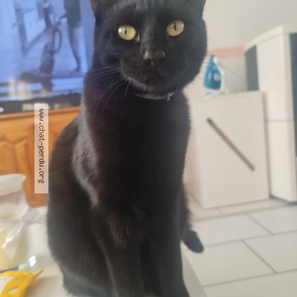 Foto de un gato reunido en Laon