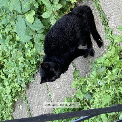 Foto de un gato reunido en Montreal