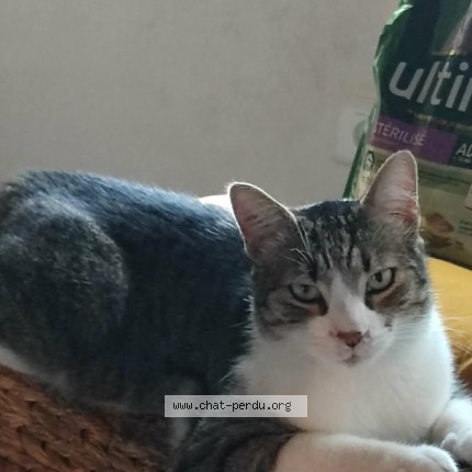 Foto de un gato reunido en Gresy Sur Aix