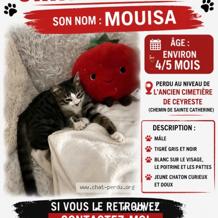 Foto de un gato reunido en Ceyreste
