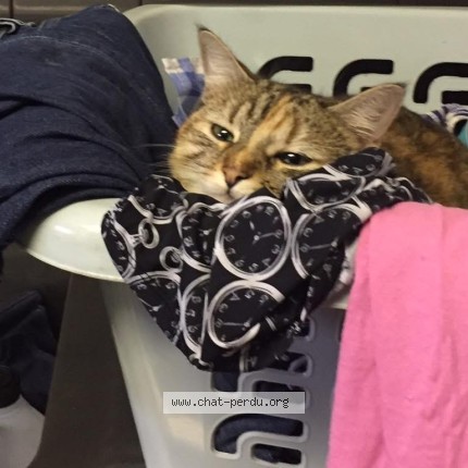 Foto de un gato reunido en Mazeres