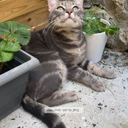Foto de un gato reunido en Noyon