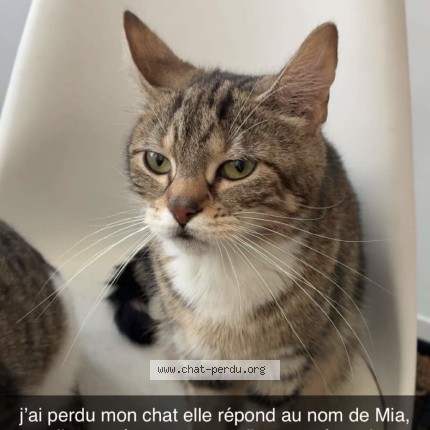 Foto de un gato reunido en Abbeville