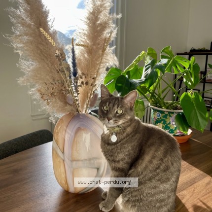 Foto de un gato reunido en Marseille