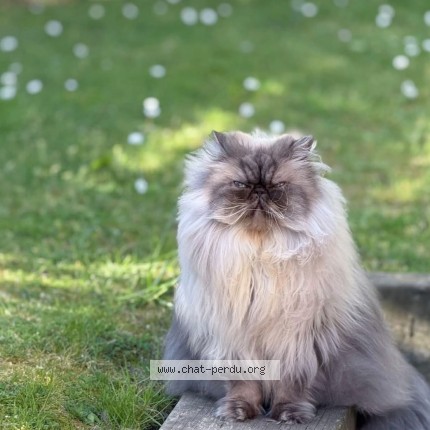 Foto de un gato reunido en Pace