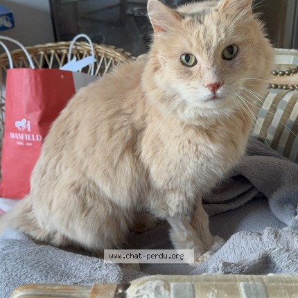 Foto de un gato reunido en Rambouillet