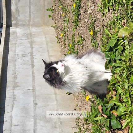 Foto de un gato reunido en Scionzier
