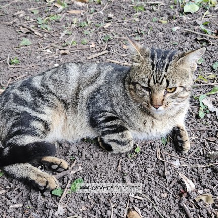 Foto de gato encontrado en Brandsen