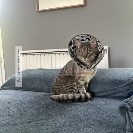Foto de un gato reunido en Notre Dame De Bondeville