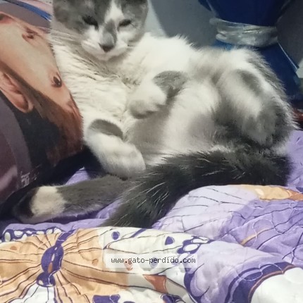 Foto 1/1 Misaki Gato perdido en Santiago