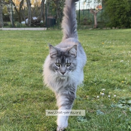 Foto de un gato reunido en Fontaine Les Dijon